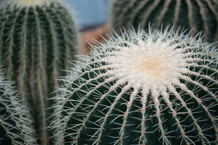 Close up of the spines of various cacti in a botanical garden.