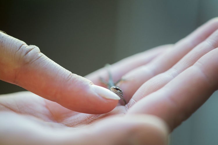 Cropped hands of woman holding lizard