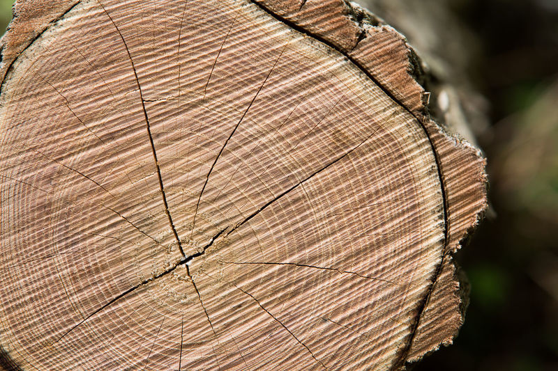 Close-up of wooden log in forest
