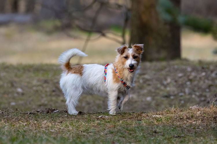 dog