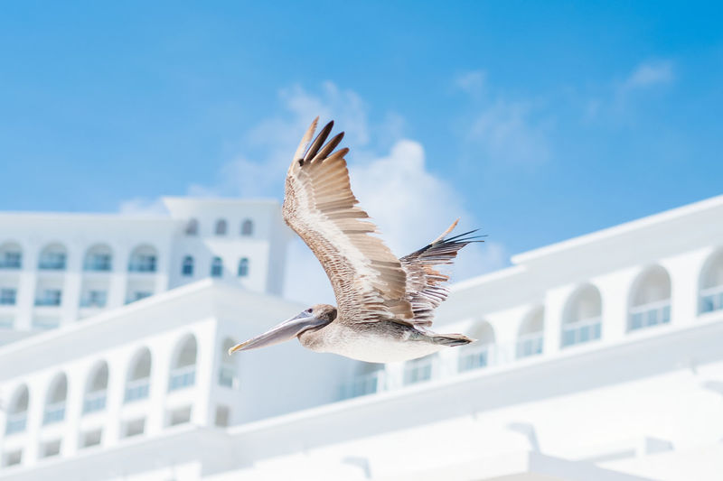 Low angle view of bird flying against sky