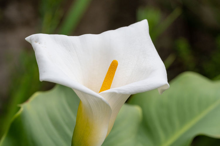 Close up of a calla lily in bloom