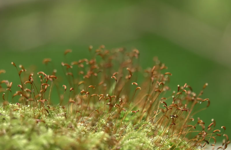 Close-up of plants growing on field