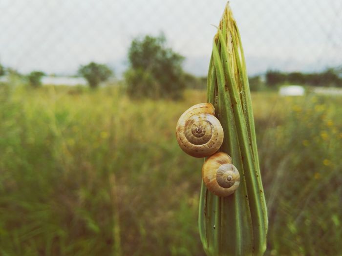 Close-up of snails on plant