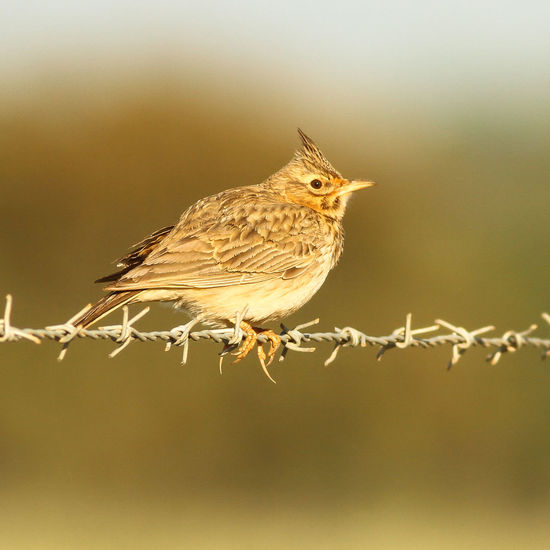 Close-up of bird perching on branch