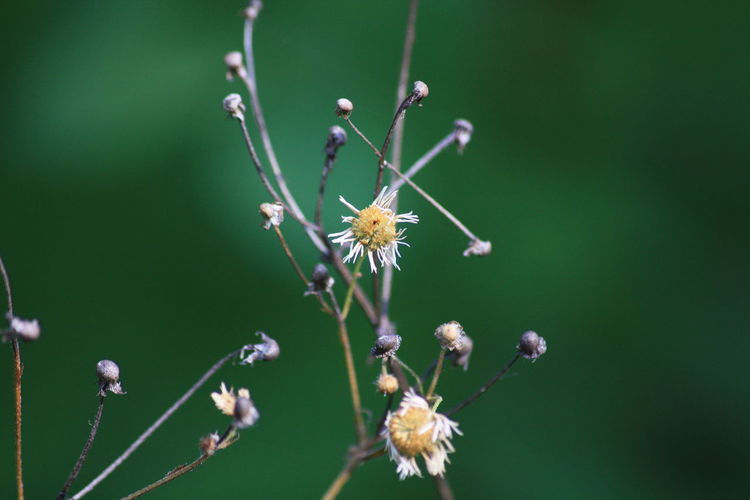 Close-up of flowers blooming