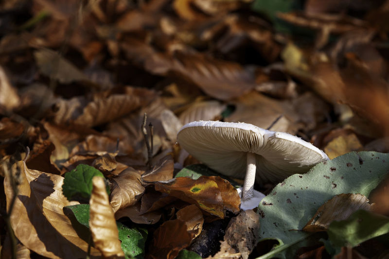 Close-up of mushrooms growing on field