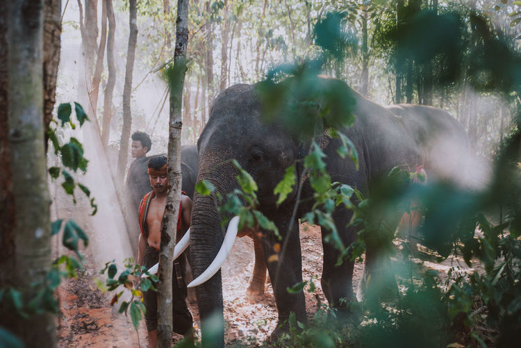 Men with elephant in forest