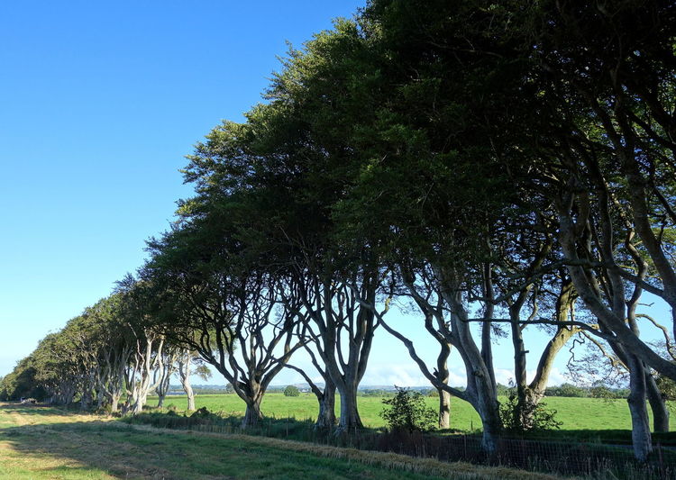 Trees on field against clear blue sky