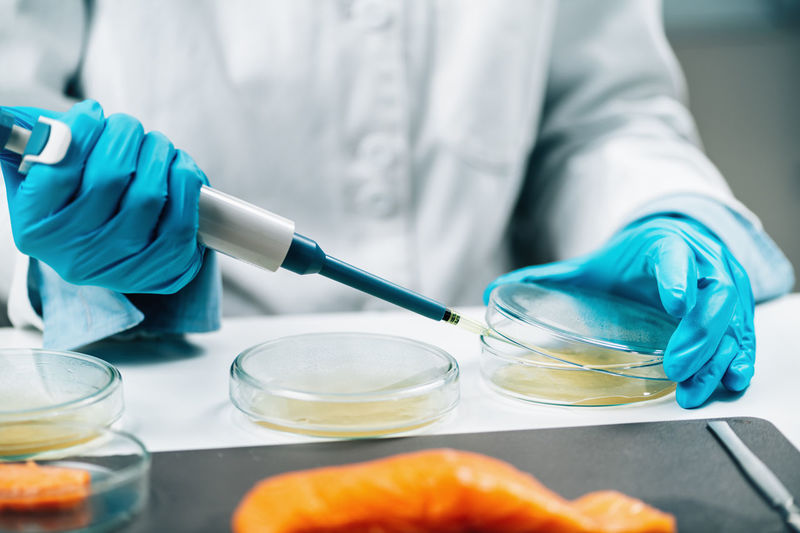 Food quality management - microbiologist testing salmon fish sample