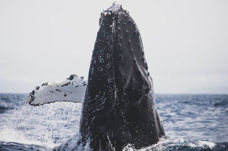 Close-up of whale in sea against clear sky