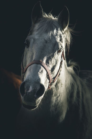 Close-up of horse standing against black background