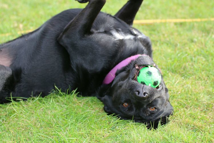 Portrait of labrador retriever carrying ball in mouth on grassy field