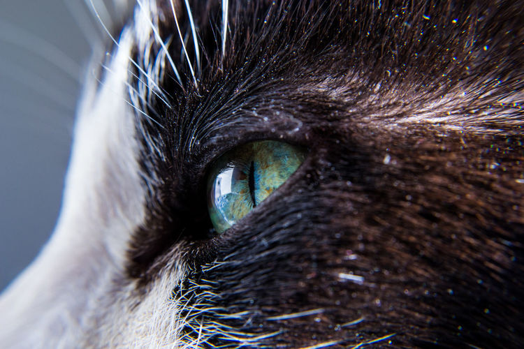 Close-up of cat's eye