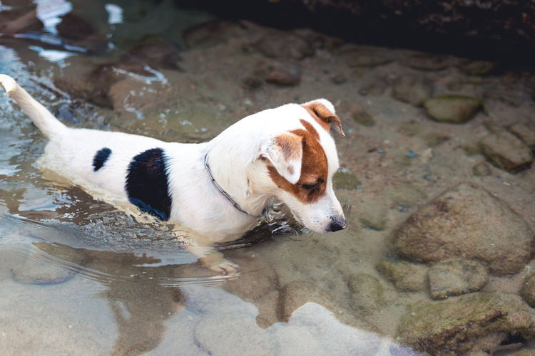 High angle view of dog in water