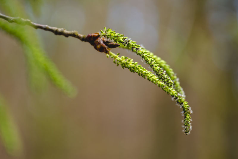 Close-up of flowering green aspen branch