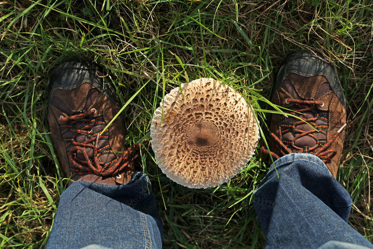 Low section of person with mushrooms on field