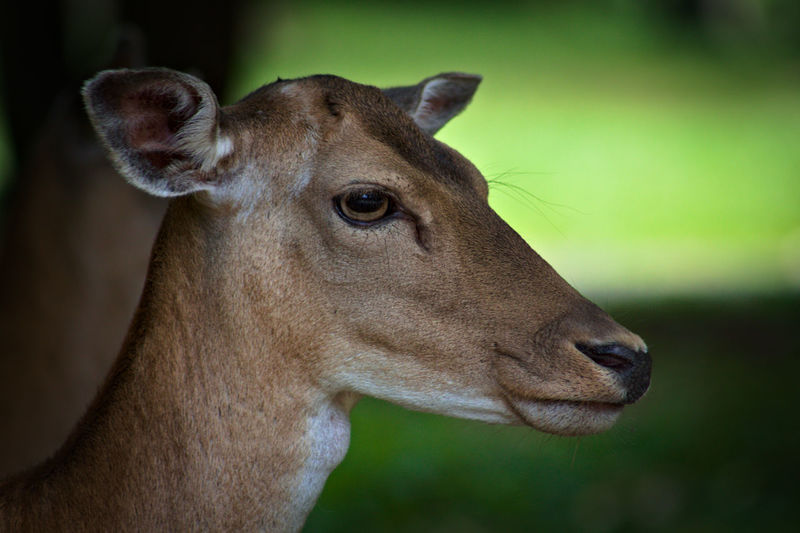 Close-up portrait of a horse
