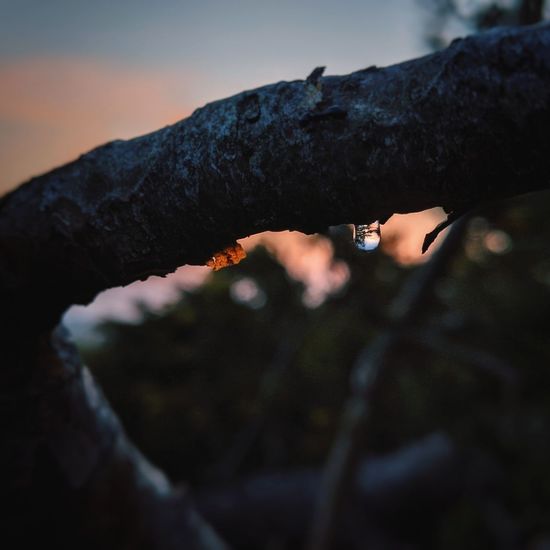 Close-up of raindrops and reflections on a tree branch against sunset sky