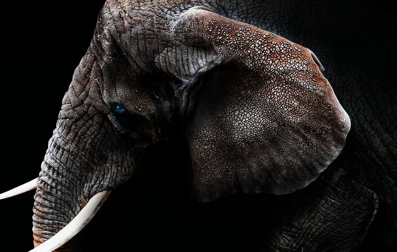 Side view of elephant against black background