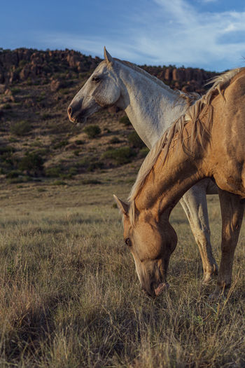 View of a horse on field