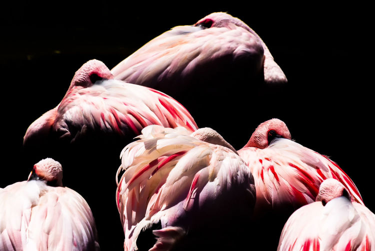 Close-up of flamingos against black background