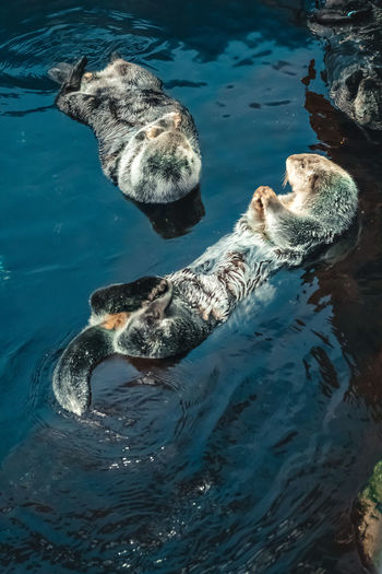 High angle view of otter in sea