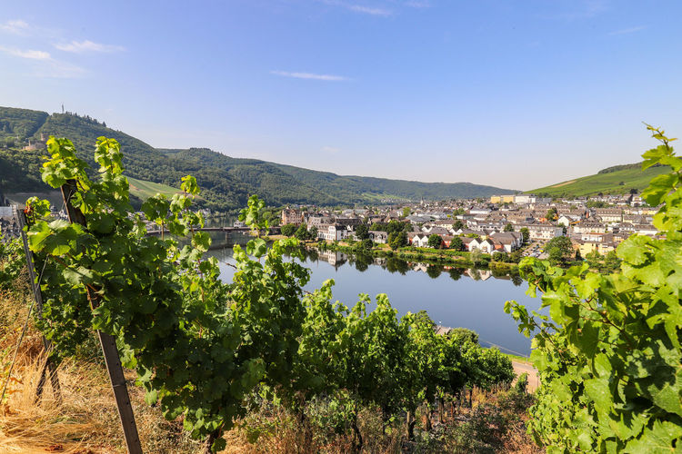 Panoramic view at the moselle valley and the city bernkastel-kues with vineyard in foreground
