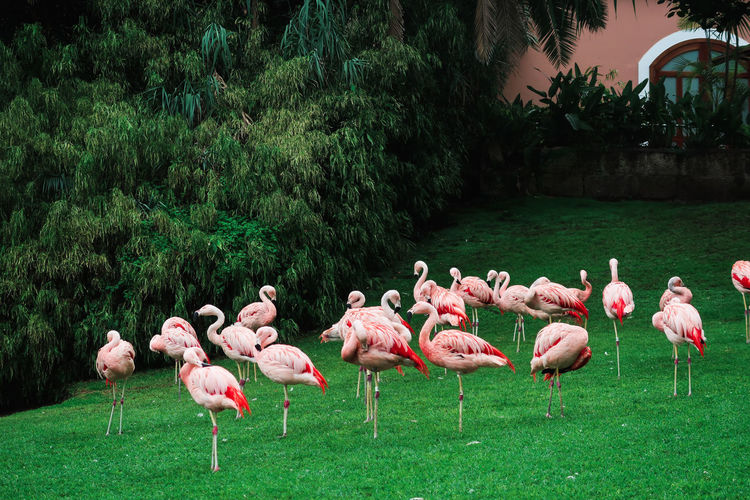 Flamenco in the garden.