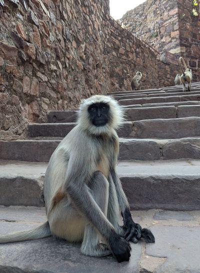 Monkey sitting on rock against wall