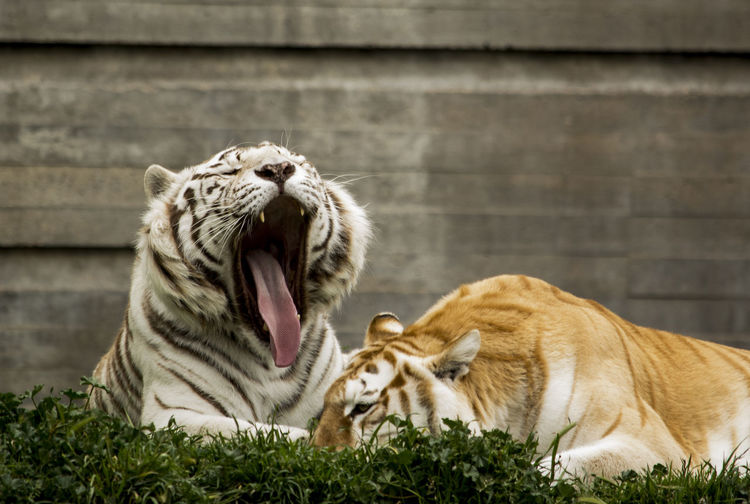 Tigers sitting on grass