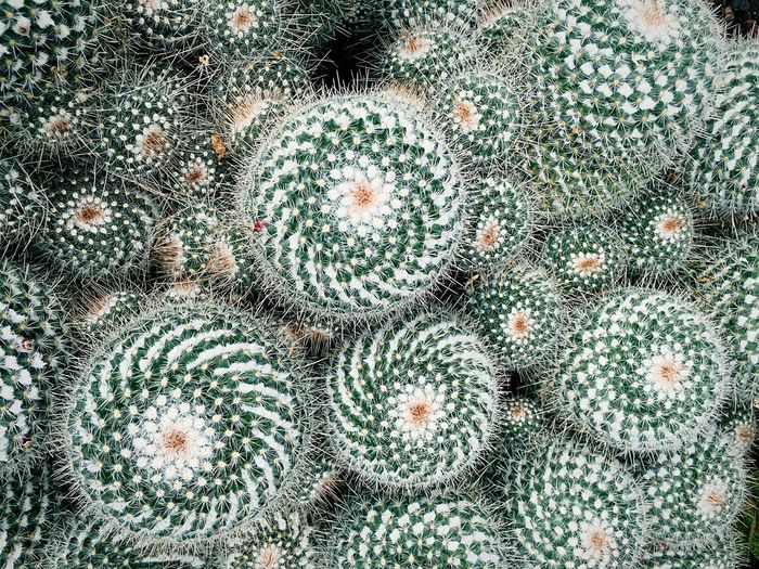Full frame shot of barrel cactus growing outdoors