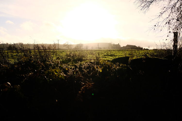 sunlight
