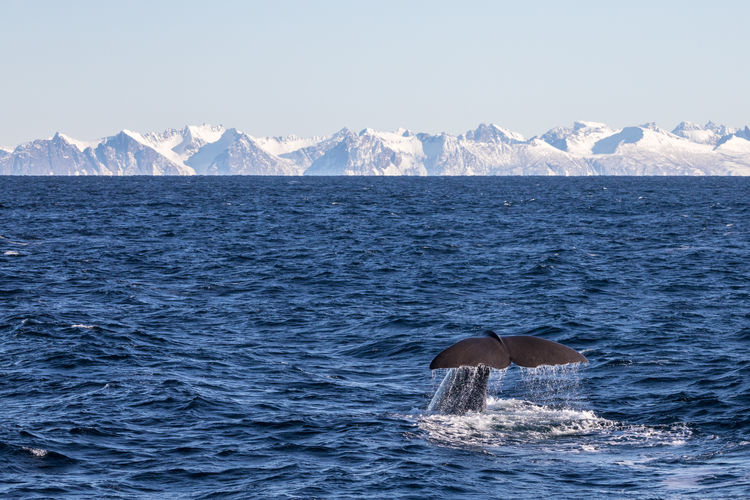 Whale swimming in sea by snow mountains against sky