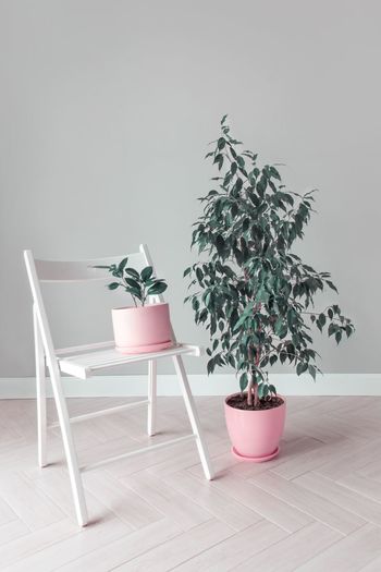 Stylish space with two flowers ficus trees in pink pots and a white chair home garden concept 