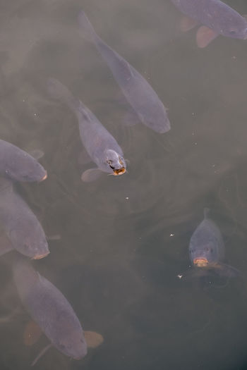 High angle view of fish swimming in lake