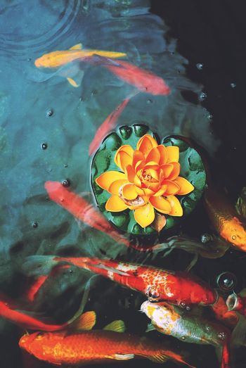 High angle view of multi colored flowers in water