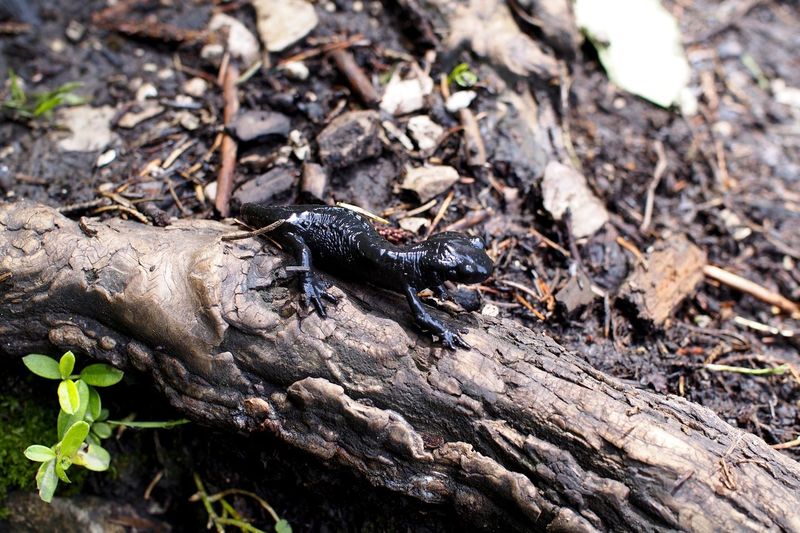 High angle view salamander on fallen tree