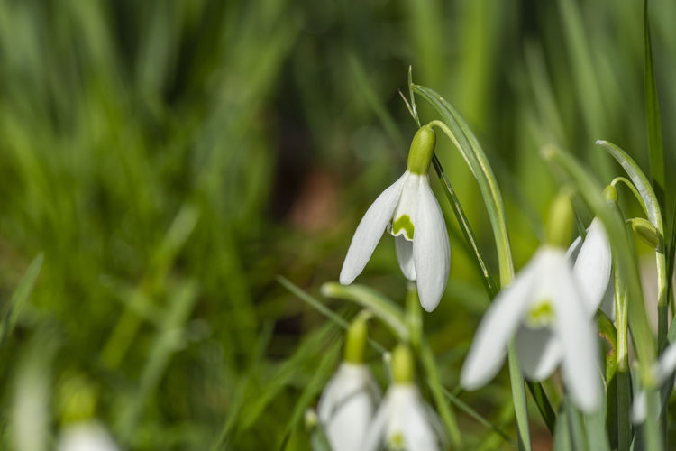 Close-up of white flowering plant
