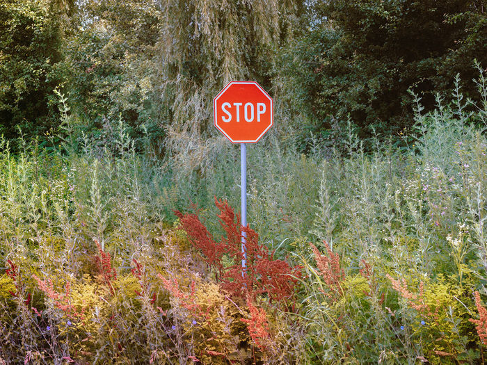 View of stop sign against trees