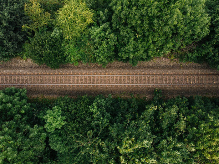 Railroad tracks amidst trees in forest