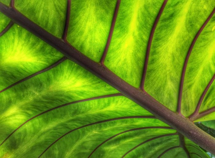 Full frame shot of green leaves