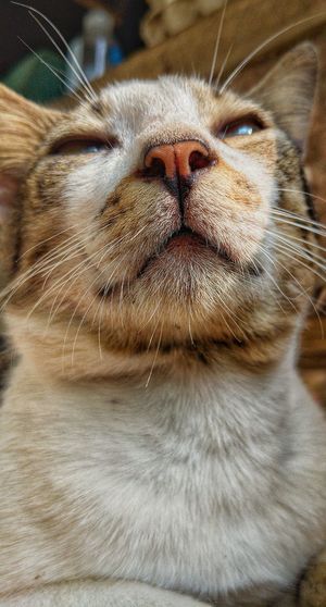 Close-up of cat looking away