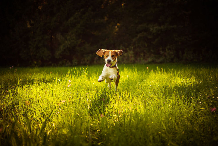 Dog running on grassy field