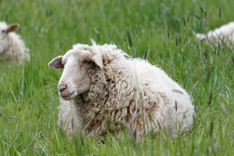 Side view of sheep on field