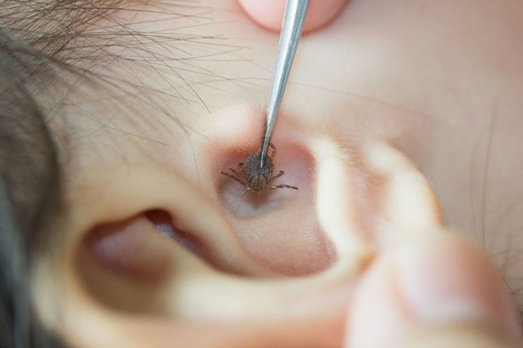 Close-up of insect in ear