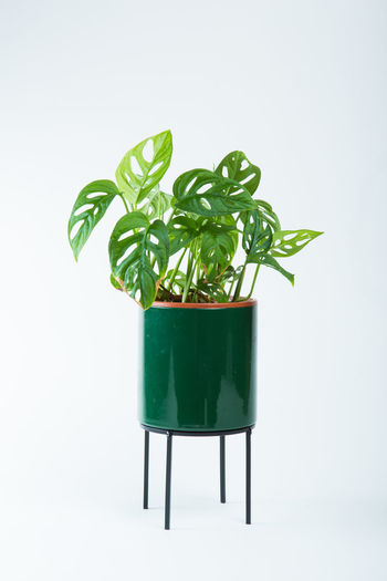 Green potted plant on table against white background