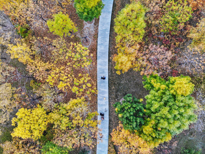 High angle view of yellow and leaves on footpath