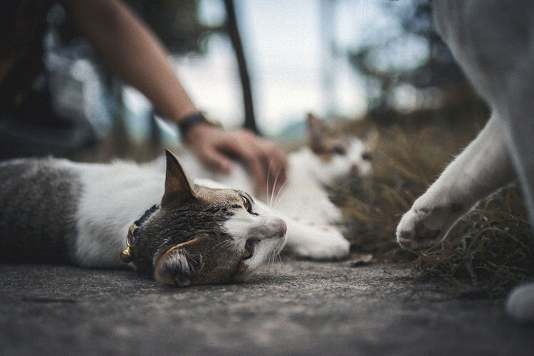 Cat lying on hand