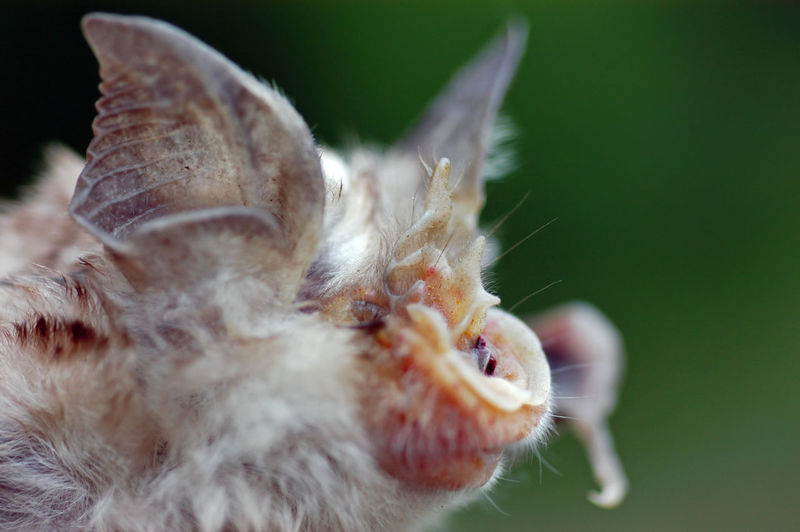 Close-up of bat outdoors